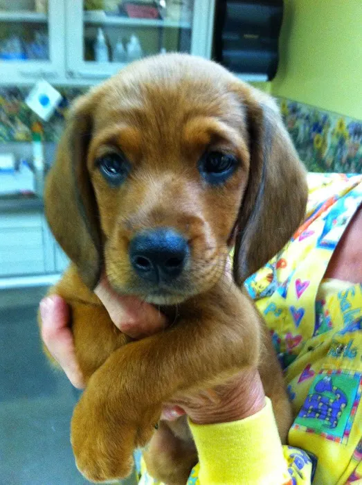 Cumberland Valley Veterinary Services Picture 8