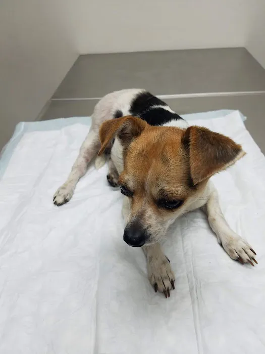 London Veterinary Clinic Picture 2