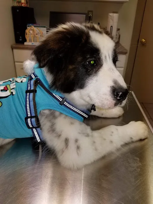 London Veterinary Clinic Picture 3