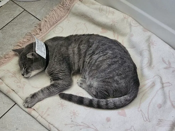 London Veterinary Clinic Picture 7