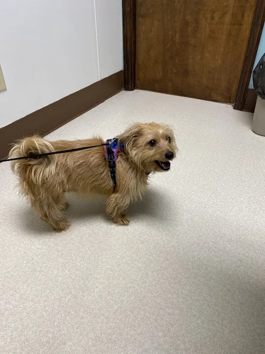 Corbin Animal Health And Wellness Center Picture 9