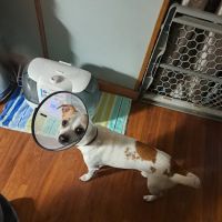 Corbin Animal Health And Wellness Center ico