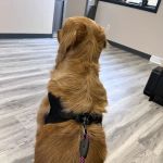 Corbin Animal Clinic