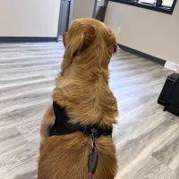 Corbin Animal Clinic ico