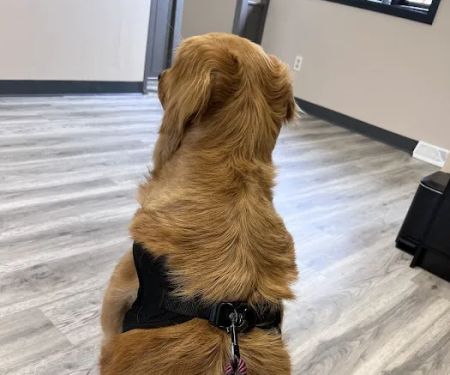 Corbin Animal Clinic