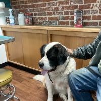 Mt. Vernon Animal Clinic ico