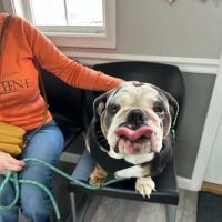Rock Vet Animal Hospital ico