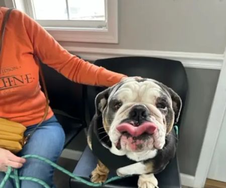 Rock Vet Animal Hospital