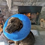 Animal Care Center