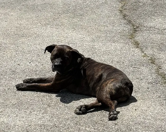 Animal Care Center Picture 9