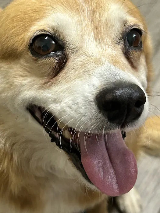 Stanford Veterinary Hospital Picture 5