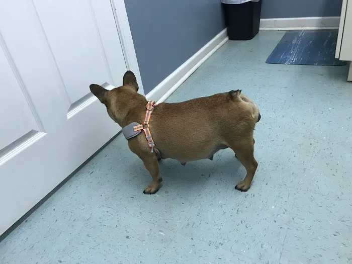 Stanford Veterinary Hospital Picture 1