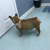 Stanford Veterinary Hospital ico