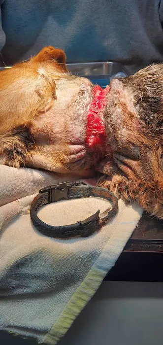 Stanford Veterinary Hospital Picture 2