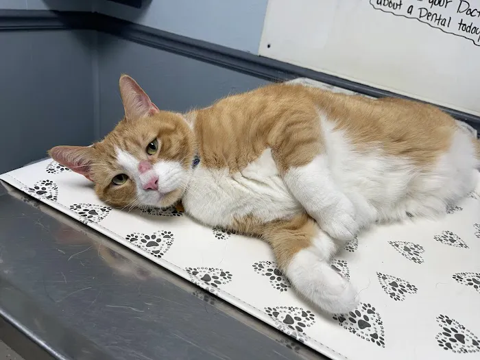 Stanford Veterinary Hospital Picture 4