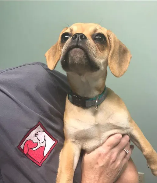 Animal Hospital of Danville Picture 10