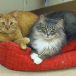 Laughery Valley Veterinary Hospital
