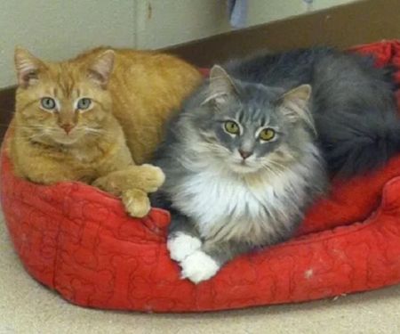 Laughery Valley Veterinary Hospital