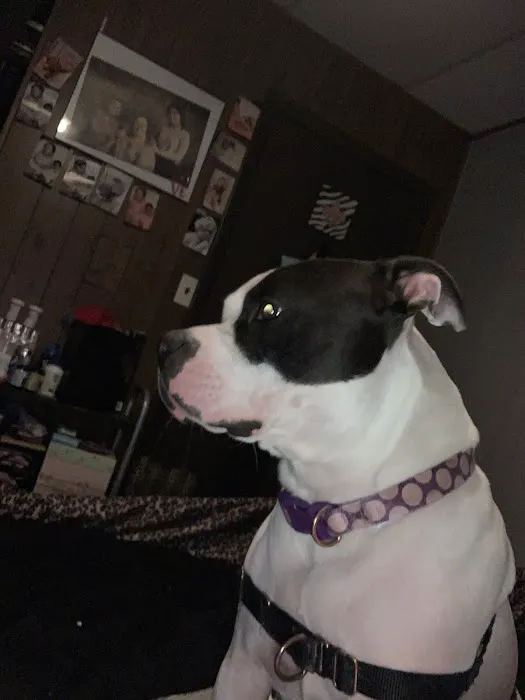 County Line Vet Services, INC Picture 5