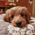 County Line Vet Services, INC