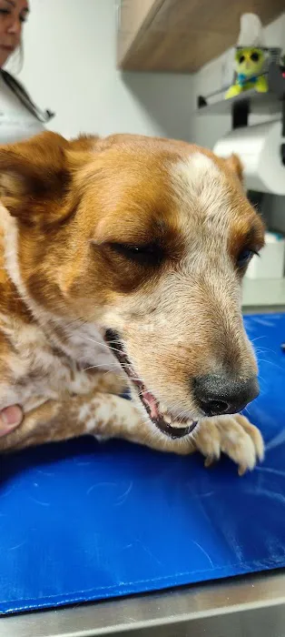 NB Animal Urgent Care Picture 1