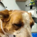 NB Animal Urgent Care