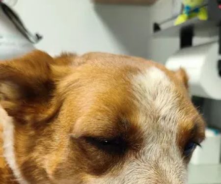 NB Animal Urgent Care