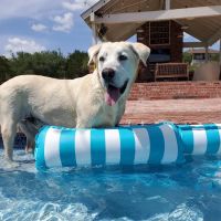 Creek View Veterinary Clinic, PLLC ico