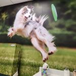 i35 MarketPlace Animal Hospital