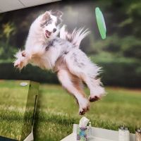 i35 MarketPlace Animal Hospital ico