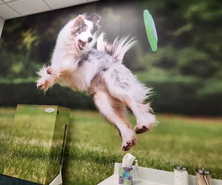 i35 MarketPlace Animal Hospital