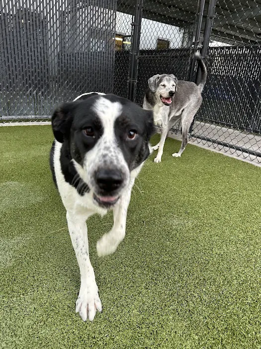 Comal Pet Hospital & Resort Picture 10