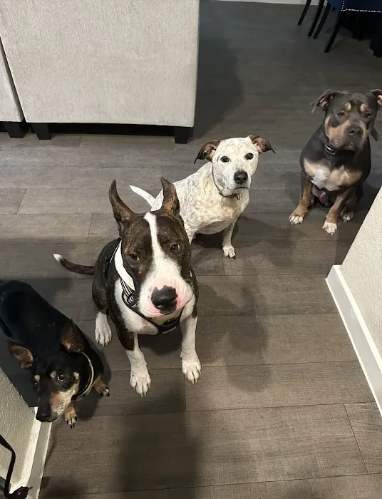 VCA Seguin Animal Hospital Picture 3