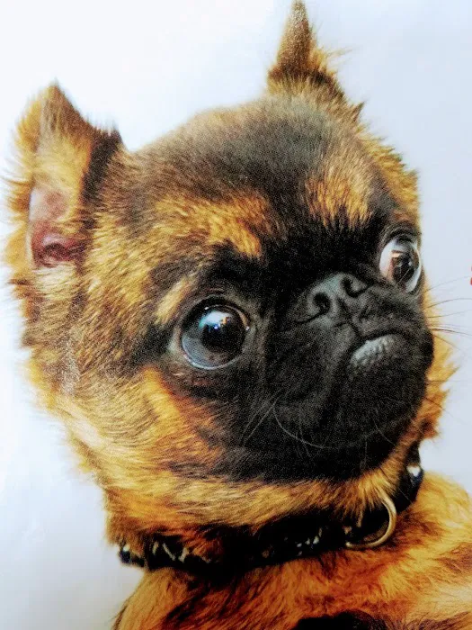 VCA Seguin Animal Hospital Picture 9