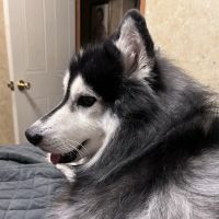 Banfield Pet Hospital ico