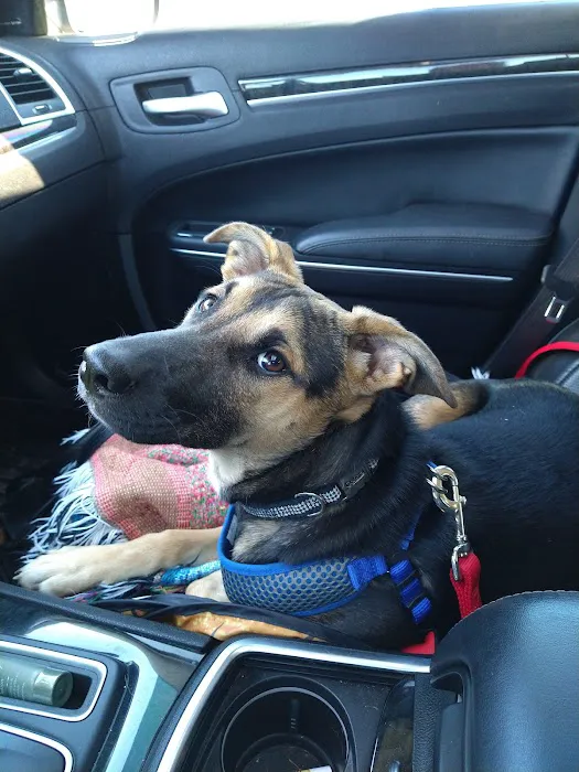 Crossroads Veterinary Hospital Inc Picture 1