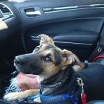 Crossroads Veterinary Hospital Inc
