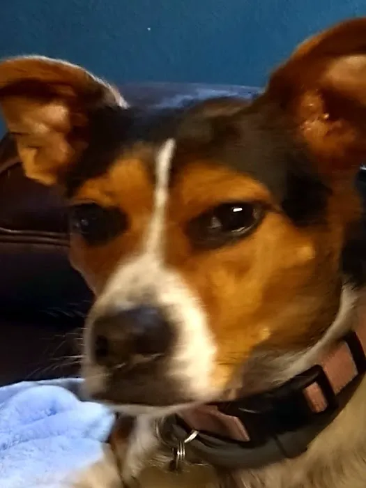 Crossroads Veterinary Hospital Inc Picture 4