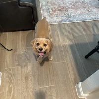 New Braunfels Veterinary Clinic ico