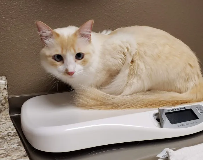 Chisholm Trail Veterinary Clinic of New Braunfels Picture 1