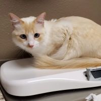 Chisholm Trail Veterinary Clinic of New Braunfels ico