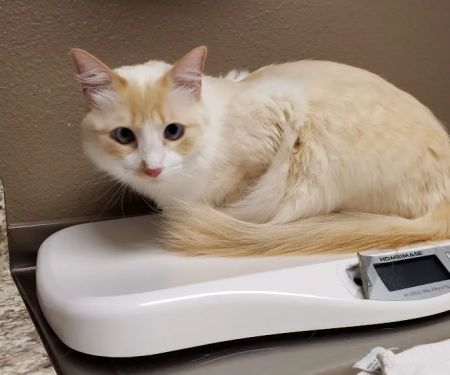 Chisholm Trail Veterinary Clinic of New Braunfels