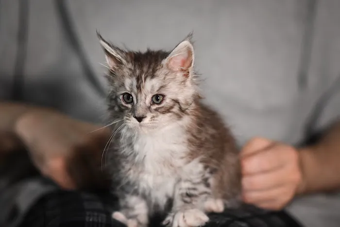 Wisteria Wildcats Maine Coons Picture 4