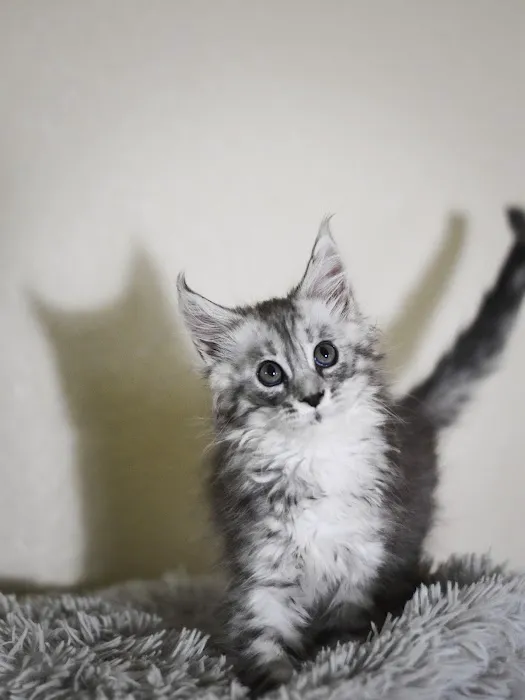 Wisteria Wildcats Maine Coons Picture 3