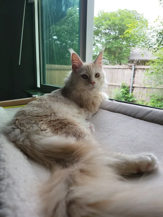 Wisteria Wildcats Maine Coons Picture 10
