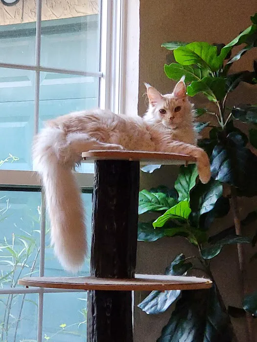 Wisteria Wildcats Maine Coons Picture 8