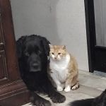 Morrison Veterinary Clinic