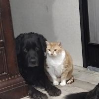 Morrison Veterinary Clinic ico