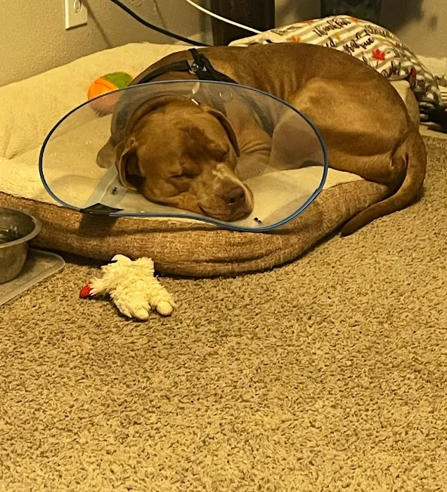 Boerne Veterinary Clinic Picture 2
