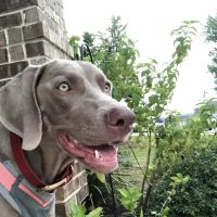 Hill Country Animal League (Low Cost Spay and Neuter Clinic) ico
